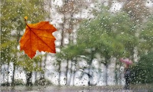 秋雨赏析